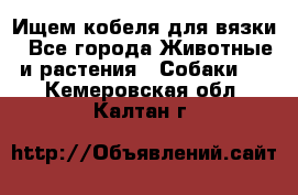 Ищем кобеля для вязки - Все города Животные и растения » Собаки   . Кемеровская обл.,Калтан г.